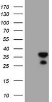 Monoclonal Mouse anti-Human RGS16 Antibody (clone OTI4F9, IHC, WB)