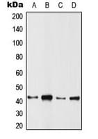 ARFIP1 Antibody (C-Terminus)