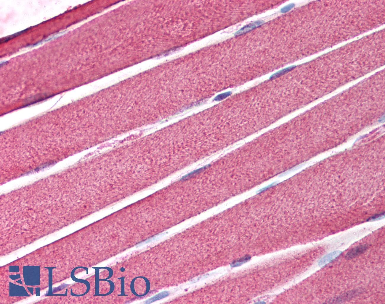 IHC-plus™ AICDA / AID Antibody