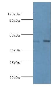CREB3 / LZIP Antibody (aa1-230)
