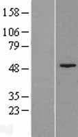 FAH Protein (Over-Expression Lysate Myc-DDK (Flag))