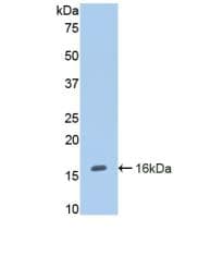 CD105 Antibody (aa336-450, Biotin)