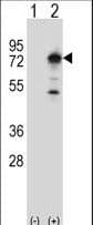 Polyclonal Rabbit anti-Human PPEF / PPEF1 Antibody (aa298-327, WB)