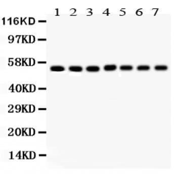 SMAD1 Antibody (aa240-270)