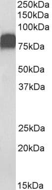 PathPlus™ CD44 Antibody (aa149-163)