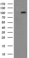 DDX58 / RIG-1 / RIG-I Antibody (clone OTI6C1, Carrier-free)