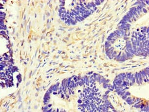 MT-CO1 / COX1 Antibody