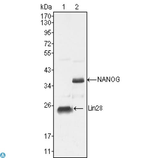 NANOG Antibody