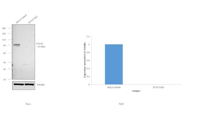 STAT3 Antibody (clone 3B5)