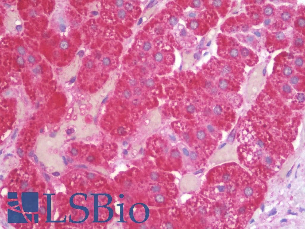 IHC-plus™ ZNF821 Antibody