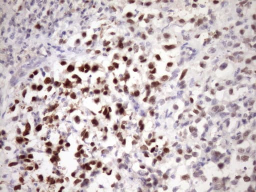 ZC3H8 Antibody (clone OTI9F11, Carrier-free)