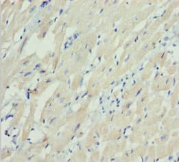 MYL3 Antibody