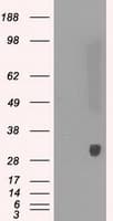 Monoclonal Mouse anti-Human PRDX4 / Peroxiredoxin 4 Antibody (clone OTI9A3, IHC, IF, WB)