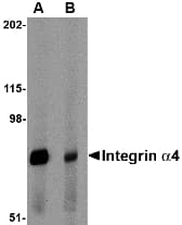 IHC-plus™ ITGA4 / VLA-4 / CD49d Antibody