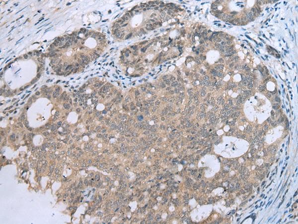 CCNG1 / Cyclin G1 Antibody