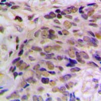 HES6 Antibody (N-Terminus)