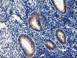 SSR1 Antibody (clone OTI4C7, Carrier-free)
