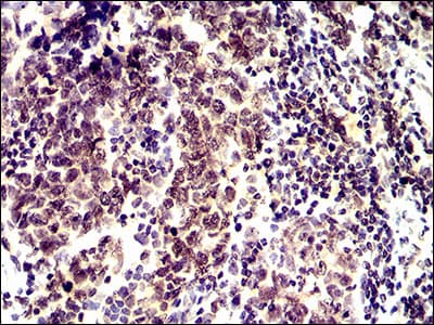 ID2 Antibody (aa1-134, clone 4E12G5)