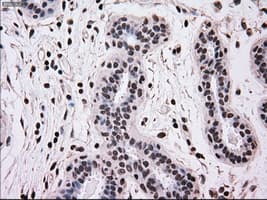 MRI1 Antibody (clone OTI6A10)