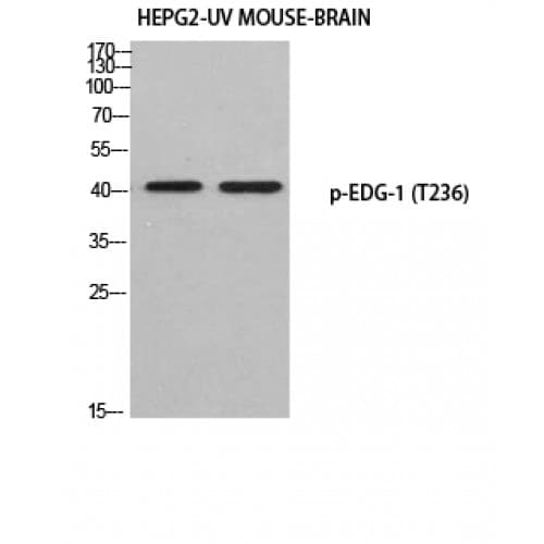 S1PR1 / EDG1 / S1P1 Antibody (180-260 aa)