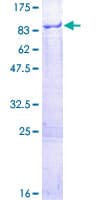 Human MPP7 Protein (Recombinant GST)