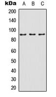 SP1 Antibody (C-Terminus)