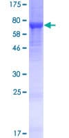 Human LRRC14 Protein (Recombinant GST)