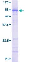 Human NUP62 Protein (Recombinant GST)