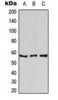 AIRE Antibody (Internal)