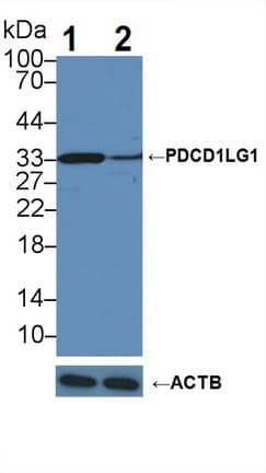 CD274 / B7-H1 / PD-L1 Antibody (aa24-234)