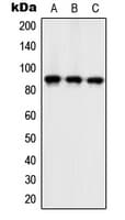 ZC3H11A Antibody (Internal)