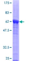 Human BCL2L14 / BCL-G Protein (Recombinant GST)