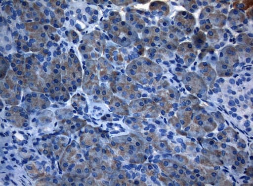 AKT1 Antibody (clone OTI1D12, Carrier-free)