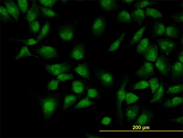 CLK3 Antibody (clone 5B2)