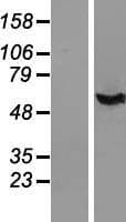 IFI44 Protein (Over-Expression Lysate Myc-DDK (Flag))