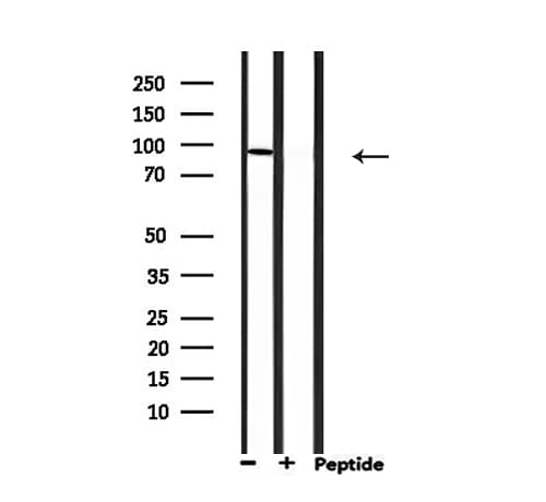 Polyclonal Rabbit anti-Human MCM5 Antibody (IHC, IF, WB)