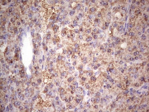 Monoclonal Mouse anti-Human IGF1 Antibody (clone OTI4B12, Carrier-free, aa1-151, IHC, WB)