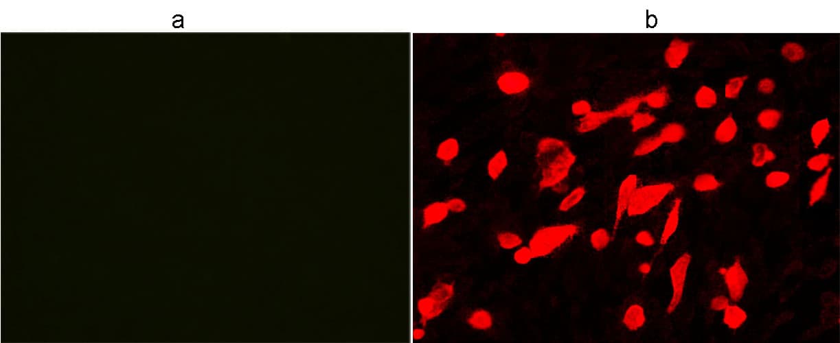 His Tag Antibody (HiLyte Fluor 555)