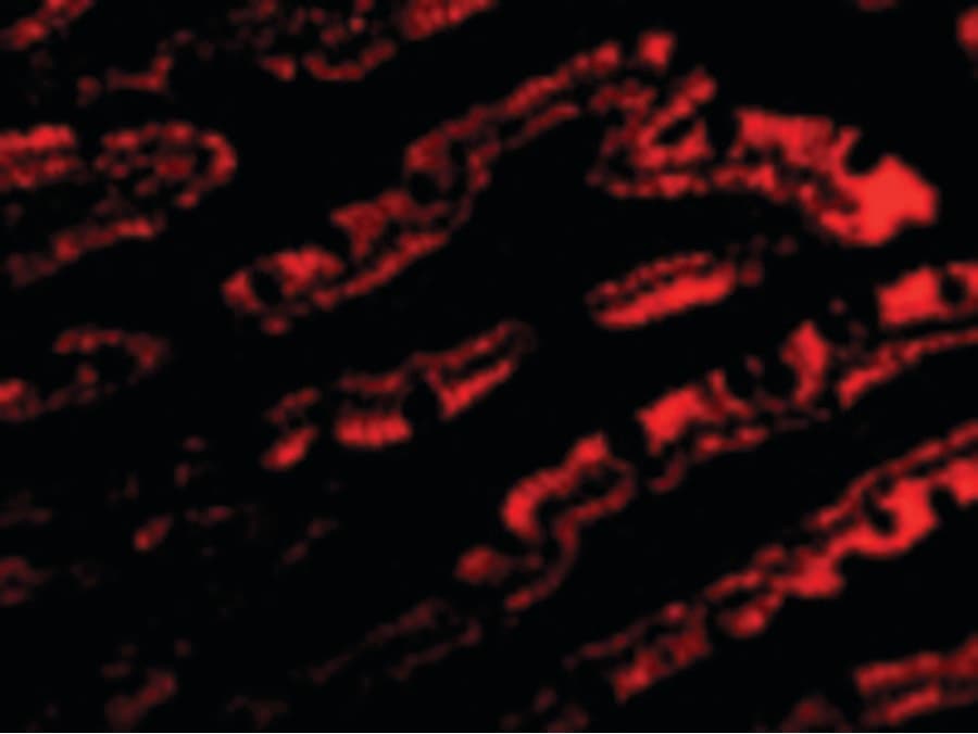 IHC-plus™ GOPC / PIST Antibody