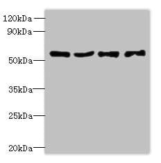 UBE1DC1 / UBA5 Antibody