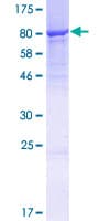 Human CPNE4 Protein (Recombinant GST)