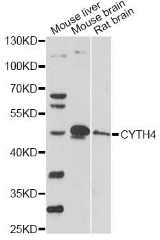 CYTH4 / PSCD4 Antibody