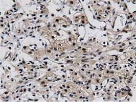 BTN1A1 Antibody (clone OTI7B5)