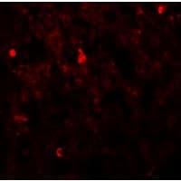 IHC-plus™ FXYD7 Antibody