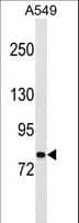 PCDHA1 Antibody (aa288-316)