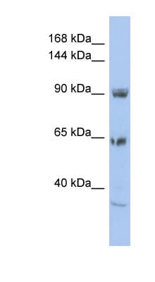 TPC1 / TPCN1 Antibody (aa71-120)