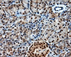 Monoclonal Mouse anti-Human PTPRE / PTP Epsilon Antibody (clone OTI4B2, IHC, IF, WB)