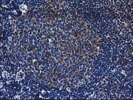 ERGIC-53 / LMAN1 Antibody (clone OTI1E3)