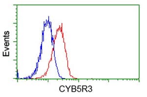 CYB5R3 / B5R Antibody (clone OTI2A10)