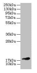 IHC-plus™ FGF1 / Acidic FGF Antibody